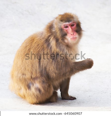 monkey sitting on the stone surface looks pensive and eats