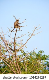 A monkey sitting on top of tree branches