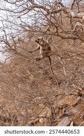 A monkey sitting on top of tree branches