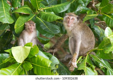 monkey sitting on the tree