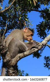 monkey sitting on a tree
