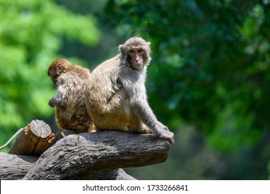 Monkey sitting on the tree