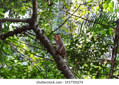 A Monkey Is Sitting On A Tree