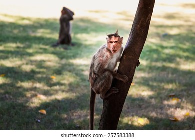 Monkey sitting on tree