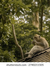 A monkey is sitting on a tree branch. The monkey is looking down at the ground. The tree is full of leaves and branches
