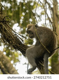 A monkey is sitting on a tree branch. The monkey is looking down at the ground. The tree is full of leaves and branches