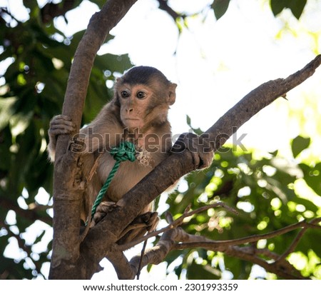 Monkey sitting on tree in a forest. Wildlife.