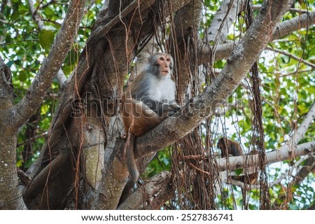 monkey sitting on a tree in the forest in nature on Monkey Mountain in Vietnam in Asia