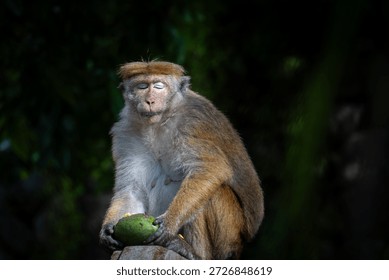 A monkey sitting on a tree stump with a green fruit