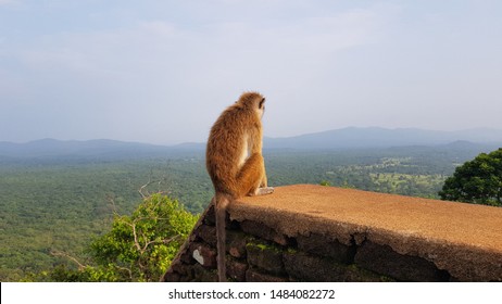 Monkey sitting on a wall