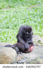 Monkey sitting and scratching its butt