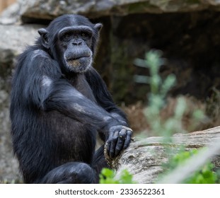 Monkey sitting and watching while eating