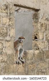 Monkey sitting at the window sill