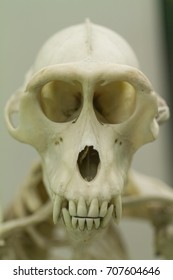 Monkey Skull Close Up.