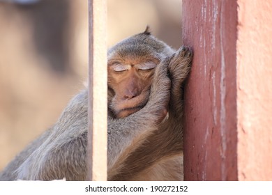 Monkey Sleeping