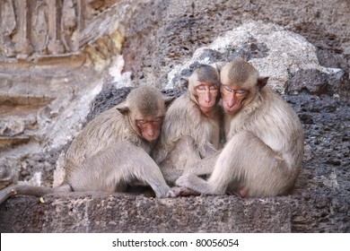 Monkey sleeping on stone wall in nature