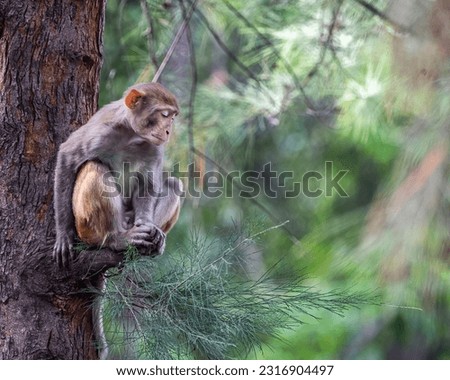 A monkey sleeping on a tree