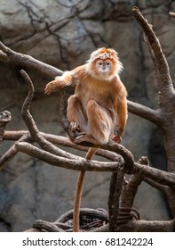 Monkey Small In Tree Looking Straight Ahead Emotion Cute  Zoo Caged Endangered Species Branch Safari No People Pose Pet Wild Strong Natural Nature Climb Apes Evolution Long Tail Fur Small Face  