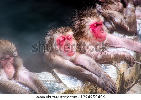 Monkey soak in hot spring during winter 