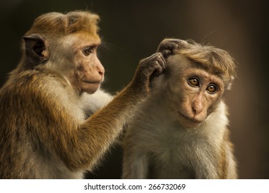 monkey in SriLanka