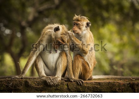 monkey in SriLanka