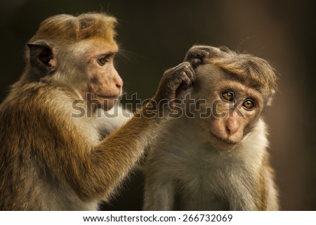 monkey in SriLanka