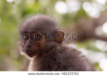Monkey Stare