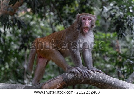 A monkey staring at the camera