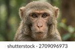 A monkey staring directly into the camera with clear detail on fur and eyes. Natural wildlife expression suitable for themes of animals, conservation, and nature education.