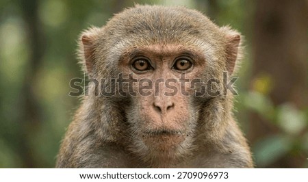 A monkey staring directly into the camera with clear detail on fur and eyes. Natural wildlife expression suitable for themes of animals, conservation, and nature education.