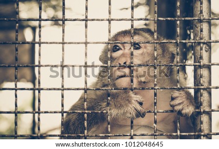 Monkey staying in the cage / Animal rights concept