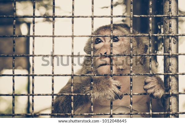Monkey\
staying in the cage / Animal rights\
concept