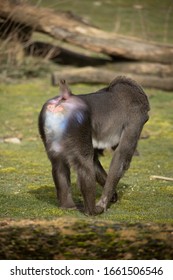 monkey with a striking butt