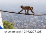 Monkey at Swayambhu or Swayambhunath Temple. Kathmandu. Nepal