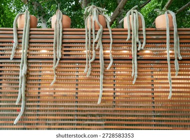 Monkey Tail Cactus or Hildewintera colademononis in clay pots hanging on a wooden louver fence wall. Unique long hairy succulent plants decoration for outdoor garden or backyard.