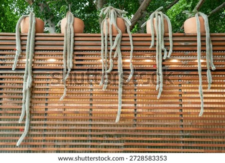Monkey Tail Cactus or Hildewintera colademononis in clay pots hanging on a wooden louver fence wall. Unique long hairy succulent plants decoration for outdoor garden or backyard.