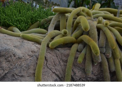 Monkey tail cactus at the US Botanic Garden conservatory sprawling over a rock.