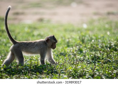 Monkey Tail Up In Grass Field