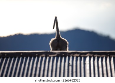Monkey tail on the roof against the sun
