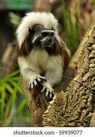 Monkey Tamarin Pinc (Saguinus Oedipus)