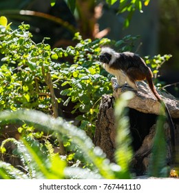 monkey tamarin sitting on a tree in the wild