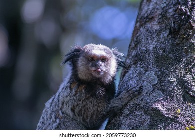 Monkey or tamarin that belongs to the Brazilian fauna, known as marmoset or Sagui