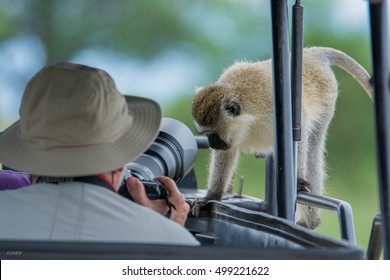 Monkey In Tarangire National Park