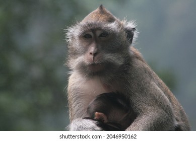 316 Java macaque Images, Stock Photos & Vectors | Shutterstock