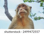 A monkey in Thailand, Thai monkey, Monkey photo.