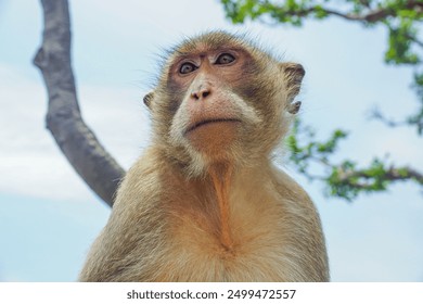 A monkey in Thailand, Thai monkey, Monkey photo.