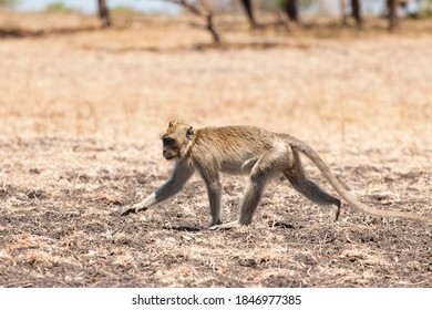 Monkey That Lives In The Baluran Savannah In Banyuwangi, Indonesia