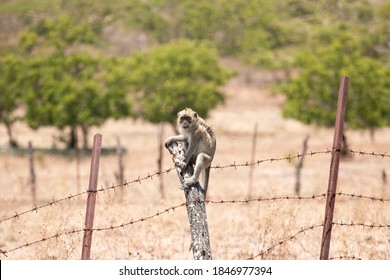 Monkey That Lives In The Baluran Savannah In Banyuwangi, Indonesia