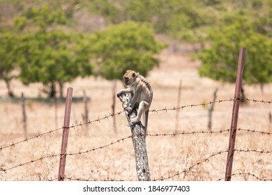 Monkey That Lives In The Baluran Savannah In Banyuwangi, Indonesia