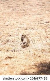 Monkey That Lives In The Baluran Savannah In Banyuwangi, Indonesia